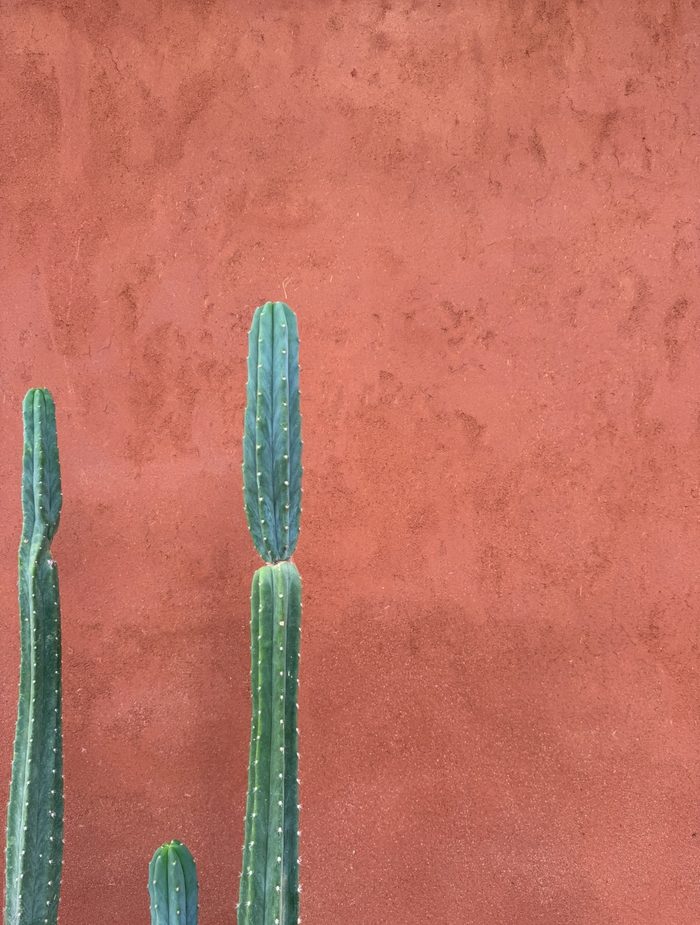 Cactus against a red clay plaster wall