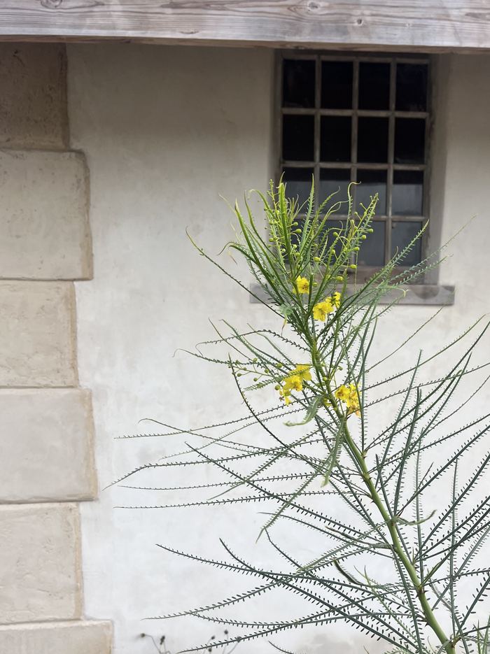 Flowering plant against lime plaster wall with antique window